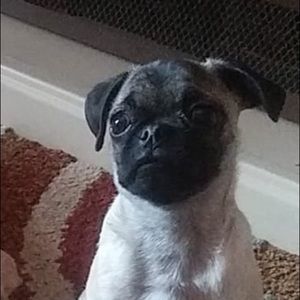 Meet your Posher, Steve